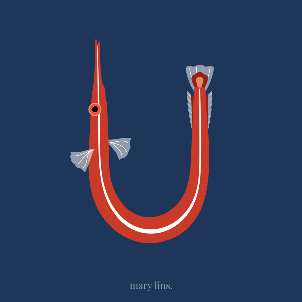 U for Urchin Clingfish