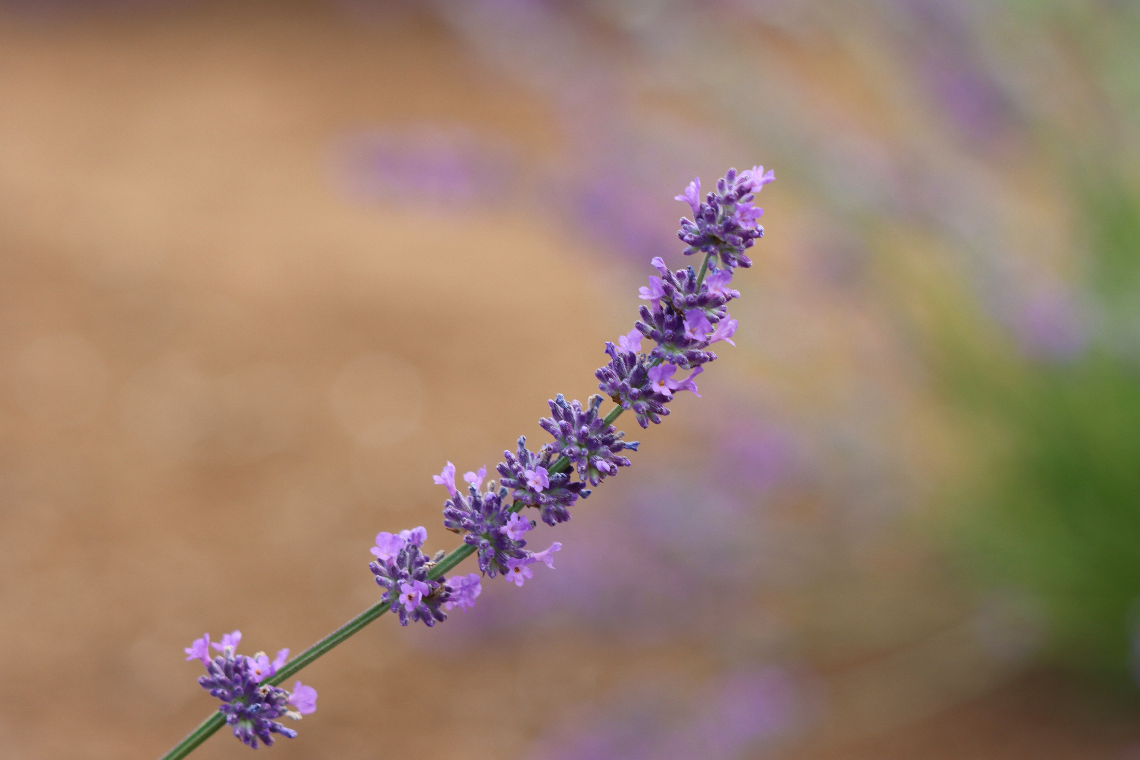 Essential Oils Tasmania, Lavender Harvest [2023]