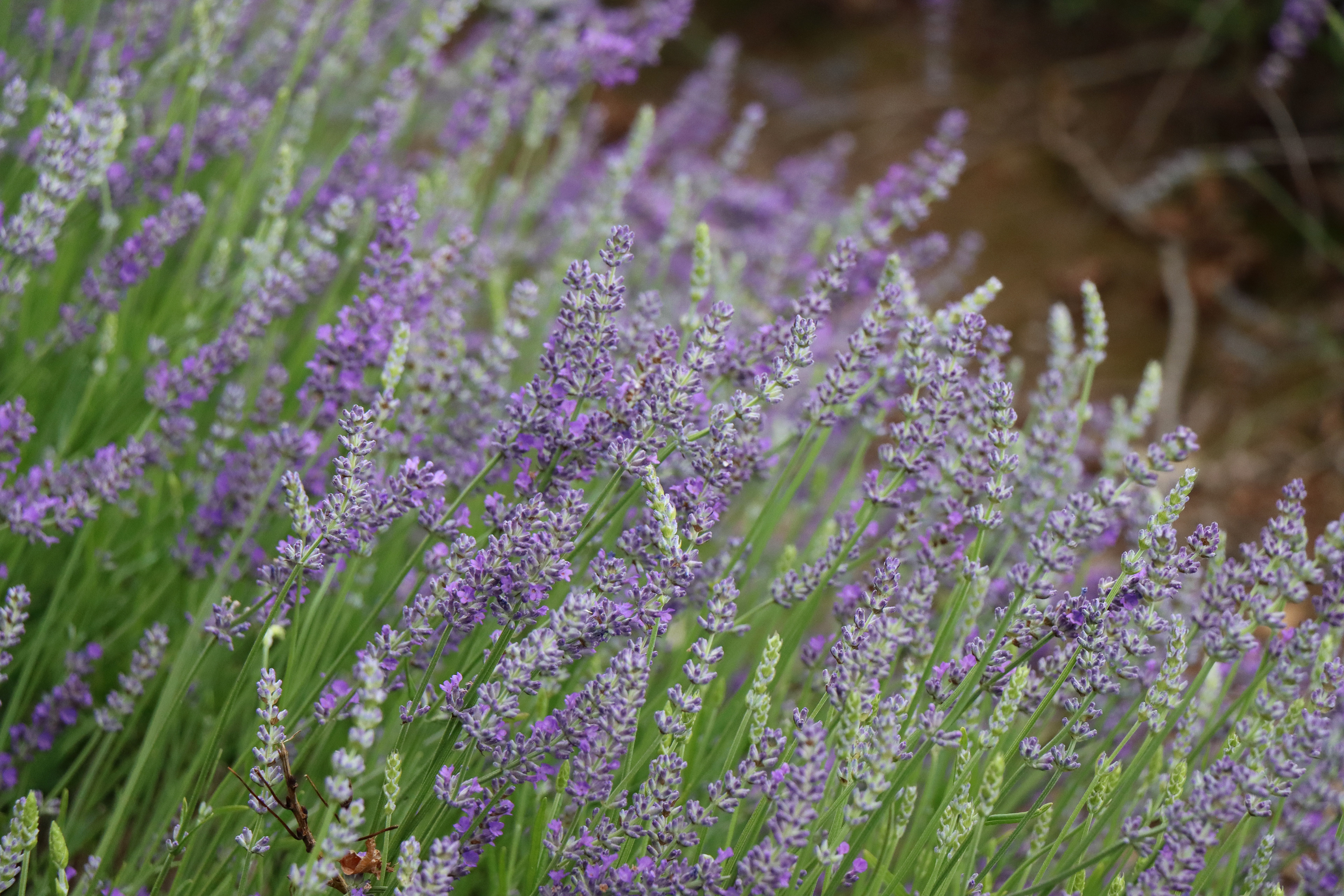Essential Oils Tasmania, Lavender Harvest [2023]