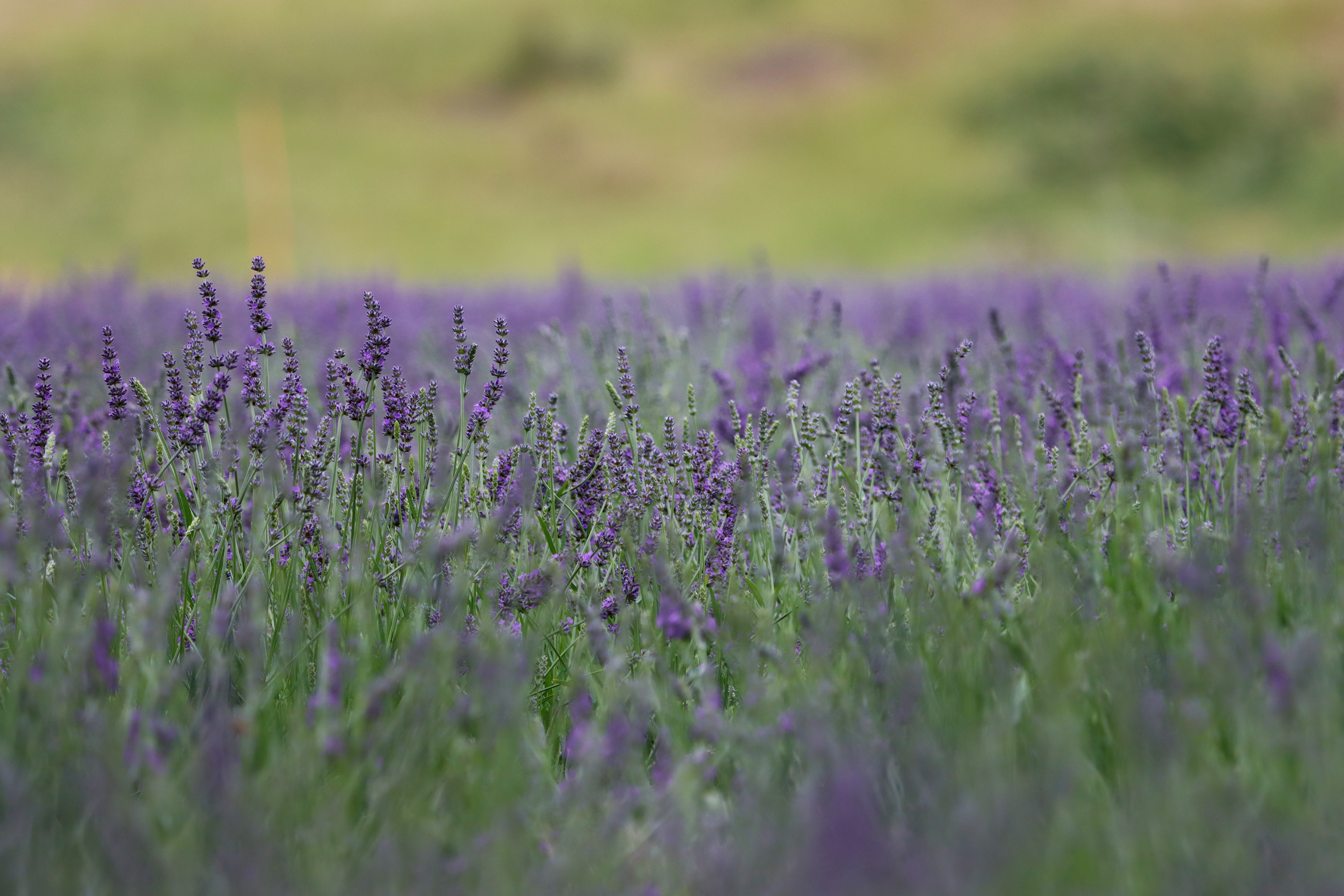 Essential Oils Tasmania, Lavender Harvest [2023]