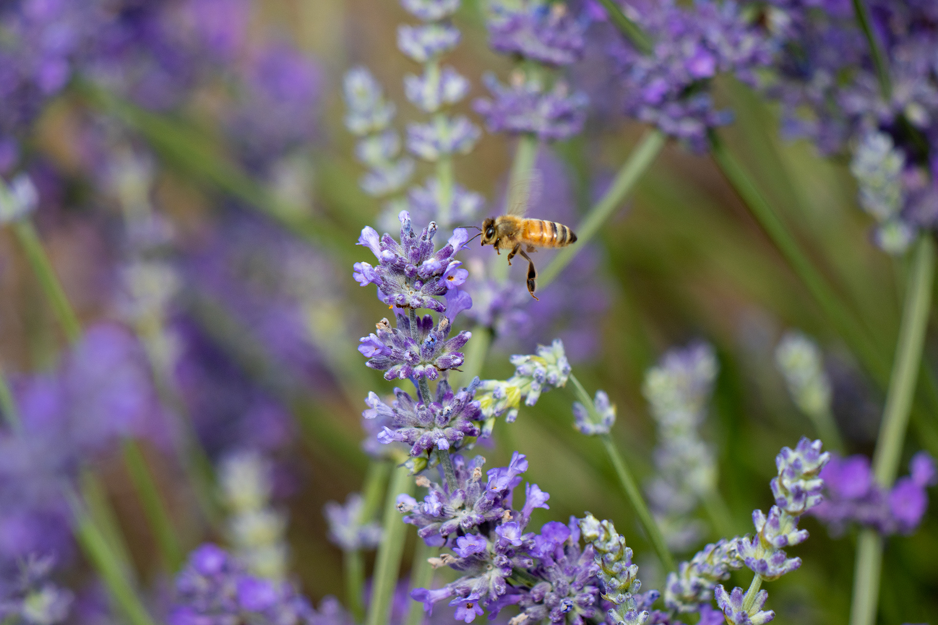 Essential Oils Tasmania, Lavender Harvest [2023]
