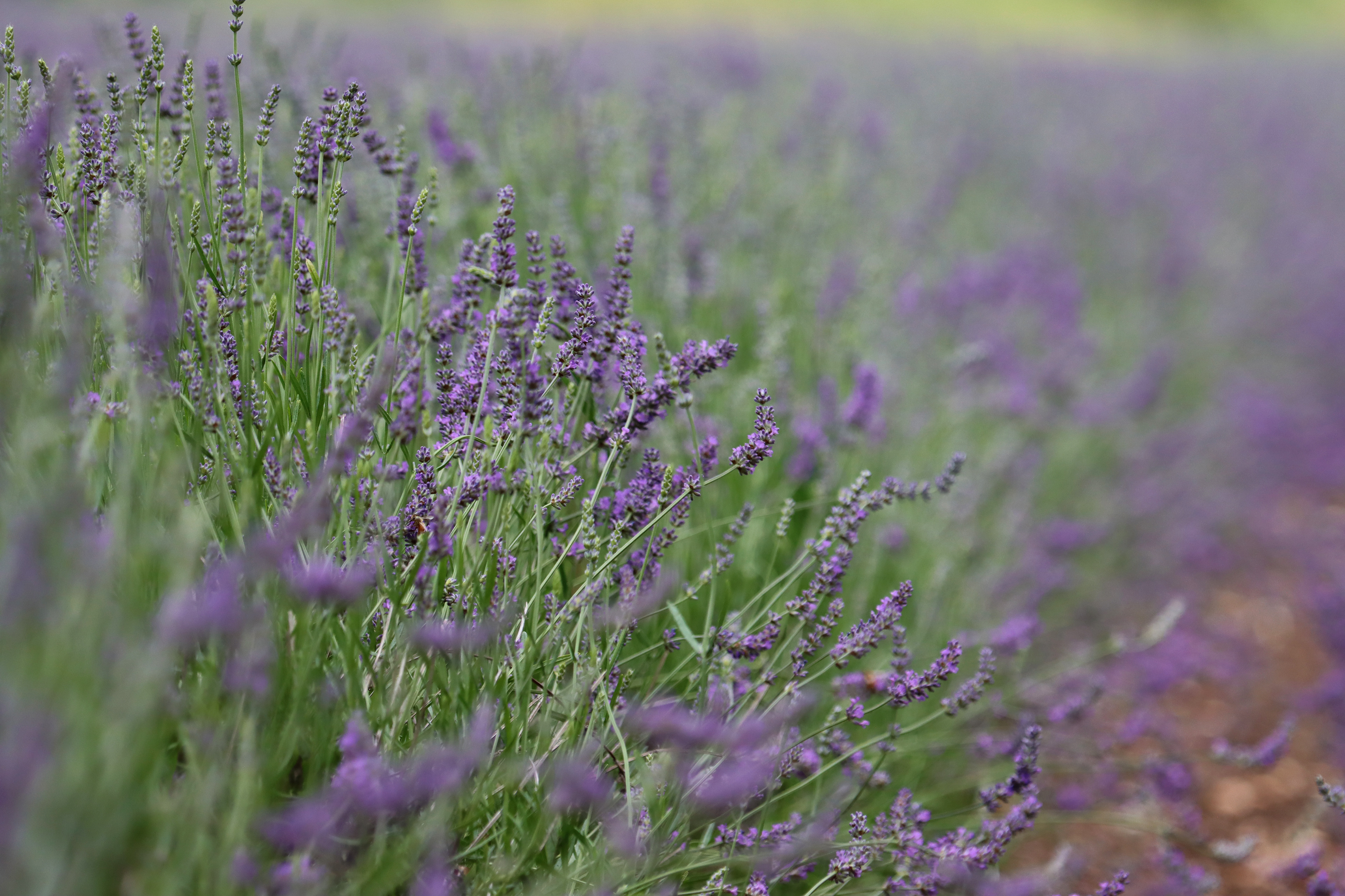 Essential Oils Tasmania, Lavender Harvest [2023]