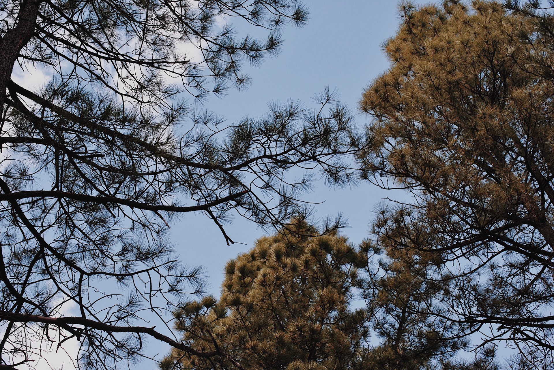 Ruidoso, NM