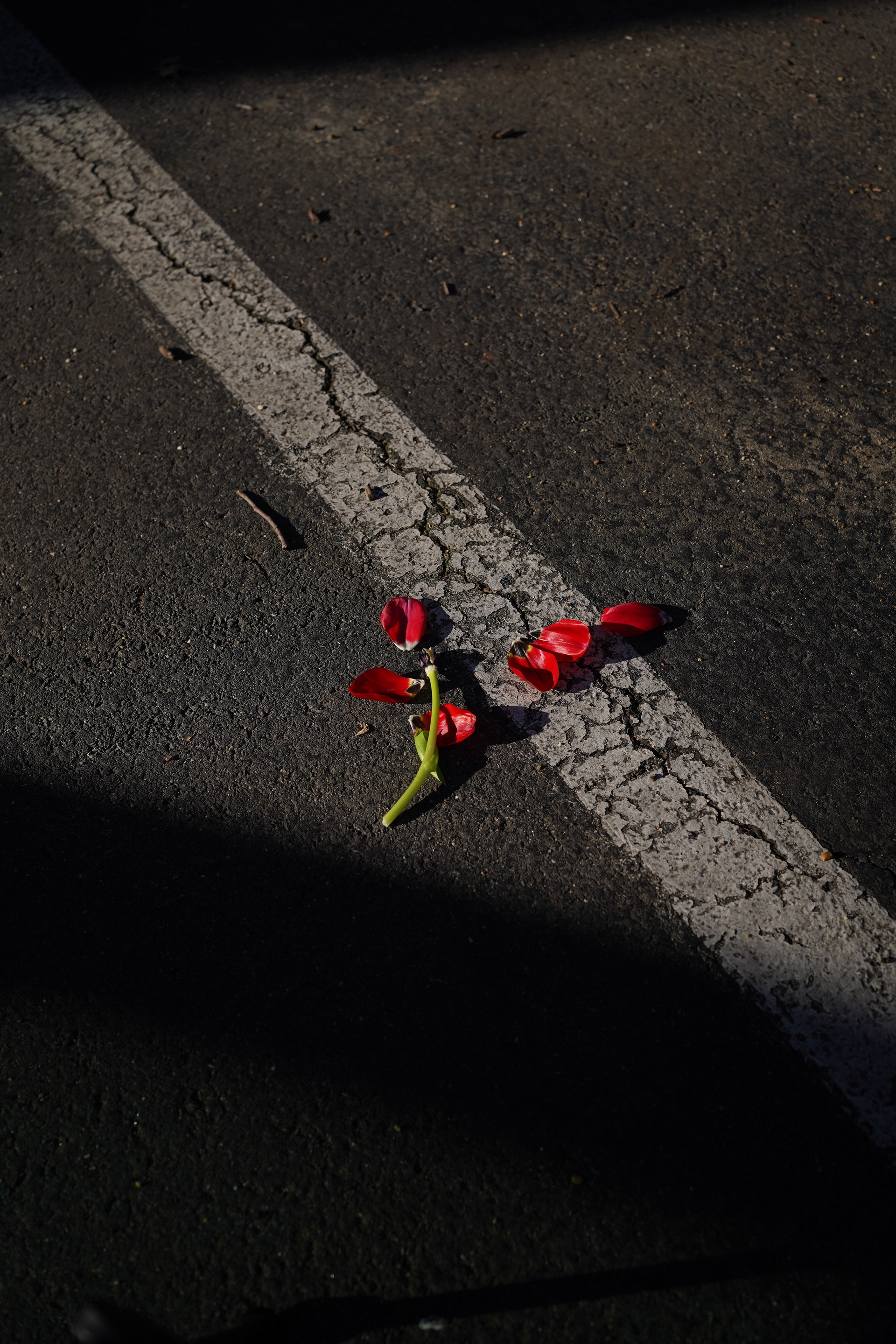 Untitled, 2024, digital photograph