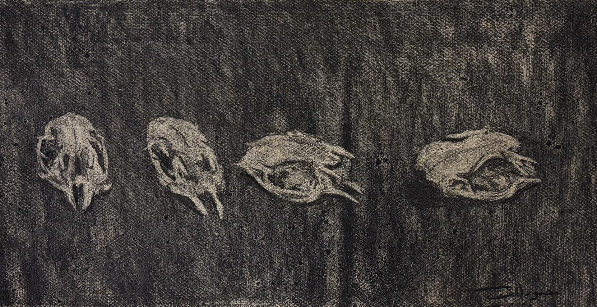 Charcoal on colored paper-random skull, different poses 