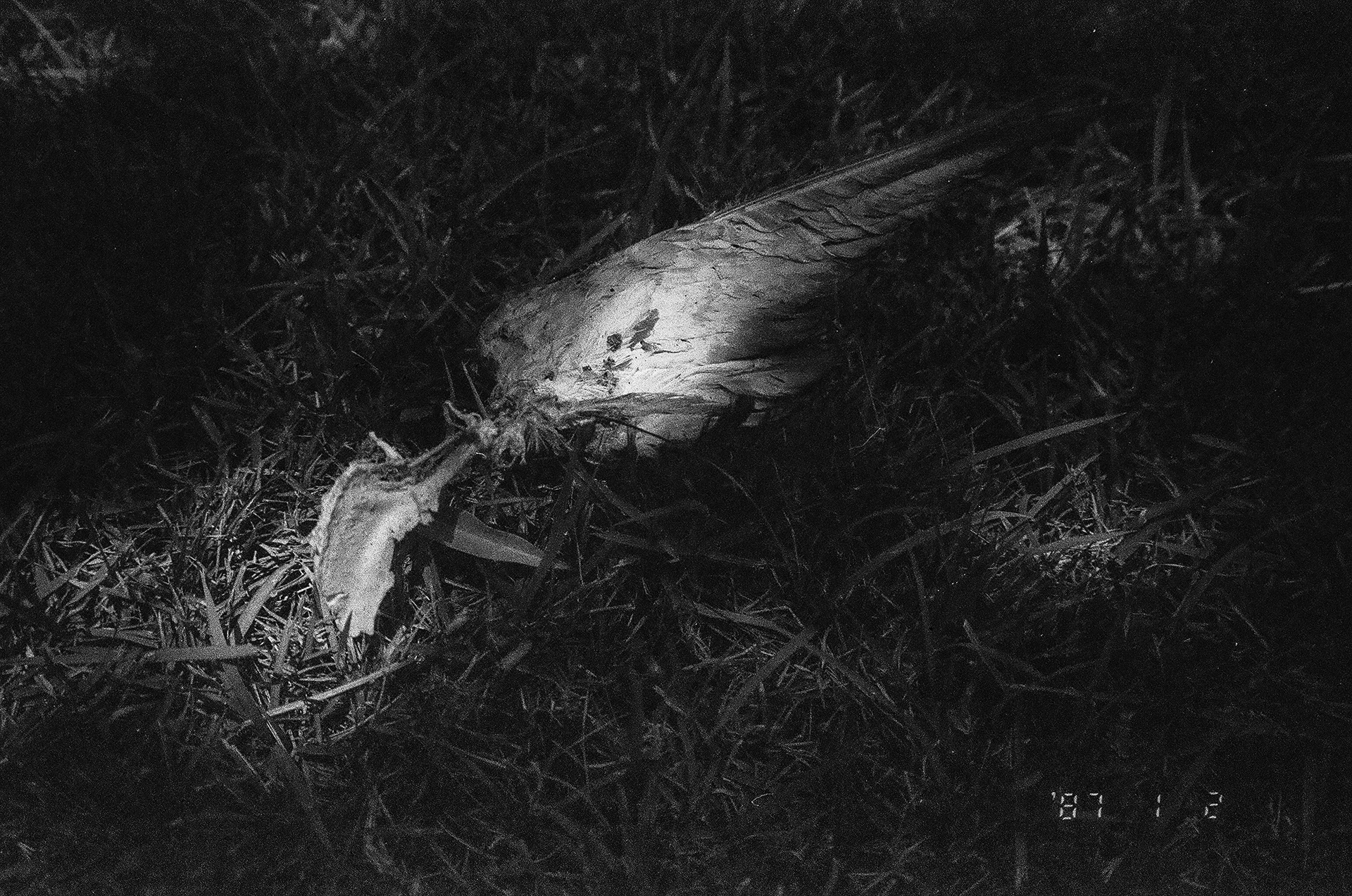 Analog photograph