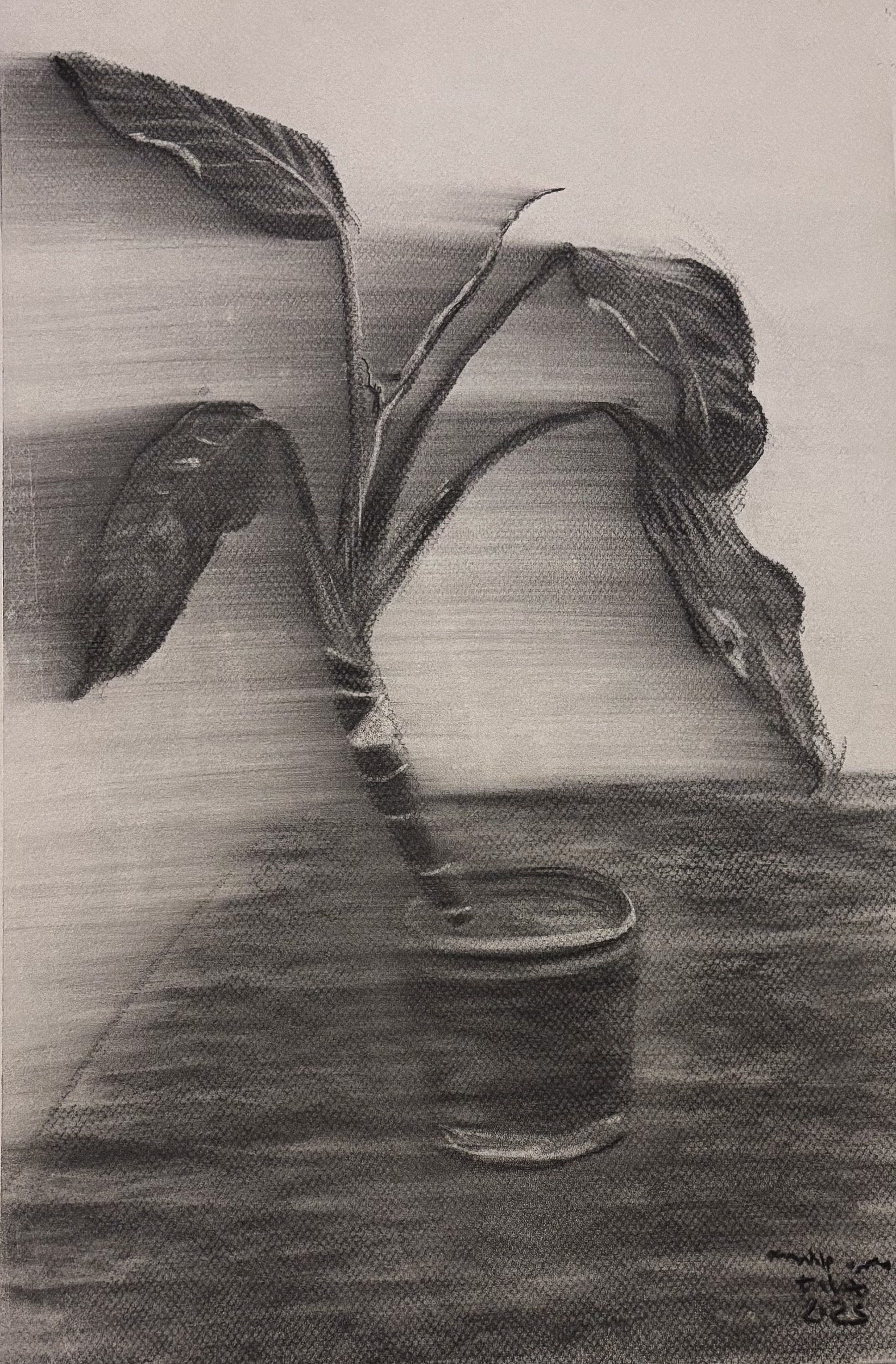 Charcoal on colored paper