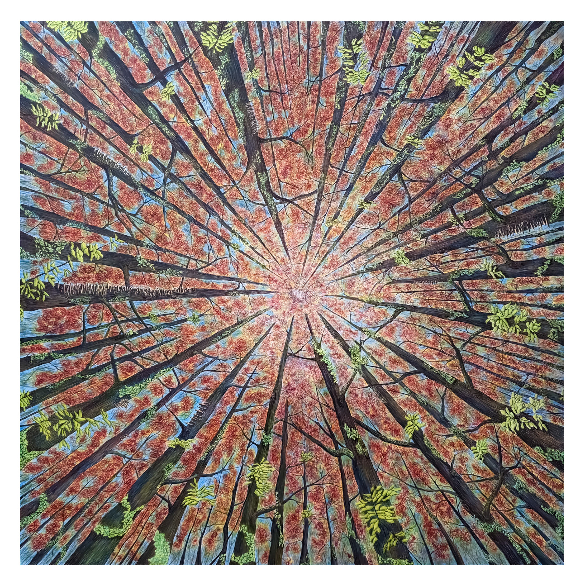 Titre: La sieste au milieu de la foret, vue sur le ciel. Format: 30''X30''. Médiums: Encre et crayons de bois.