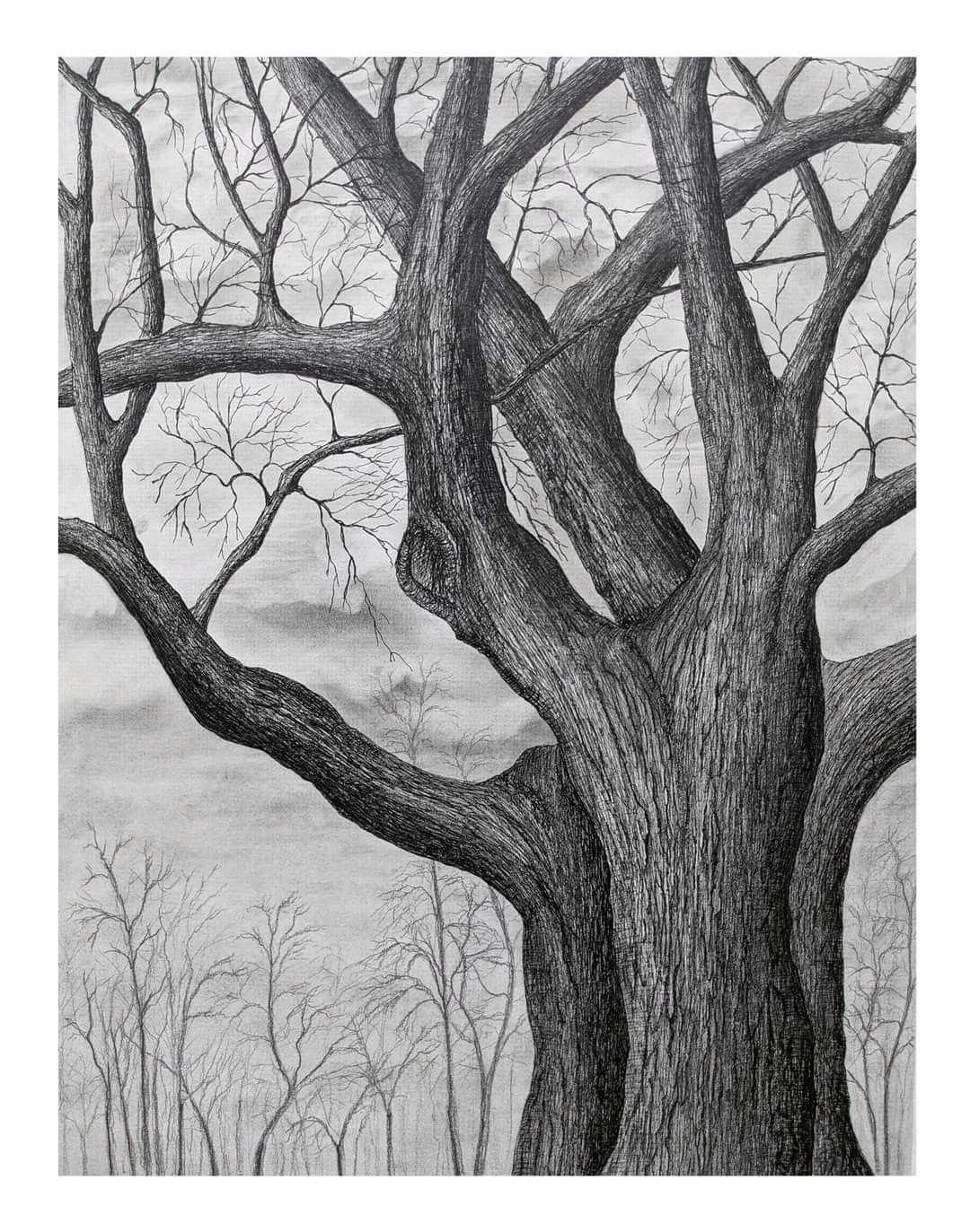 Titre: Majestueux. Format: 16''X20''. Médiums: Encre et graphite.