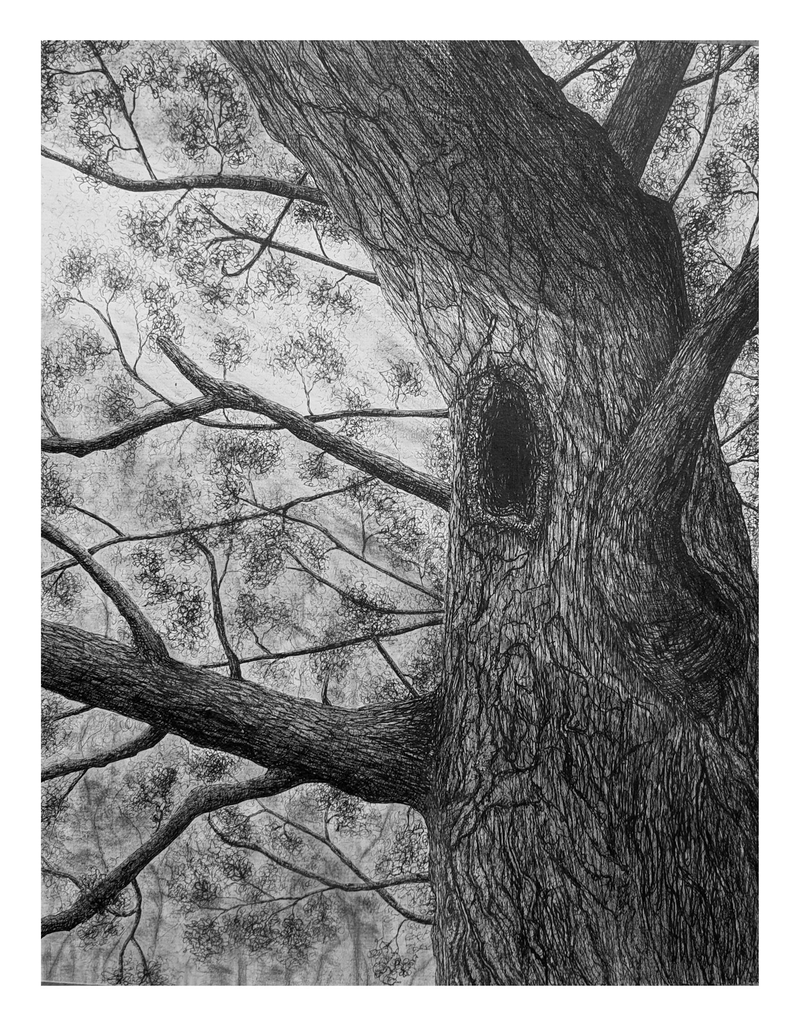 Titre: L'arbre qui raconte. Format: 16''X20''. Médiums: Encre et graphite.