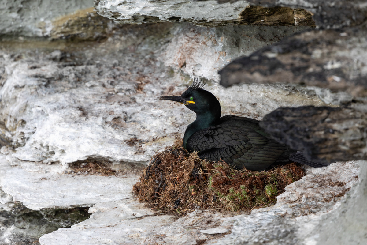 Shag, on the nest
