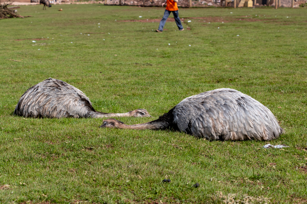 It's hard work being an Ostrich.