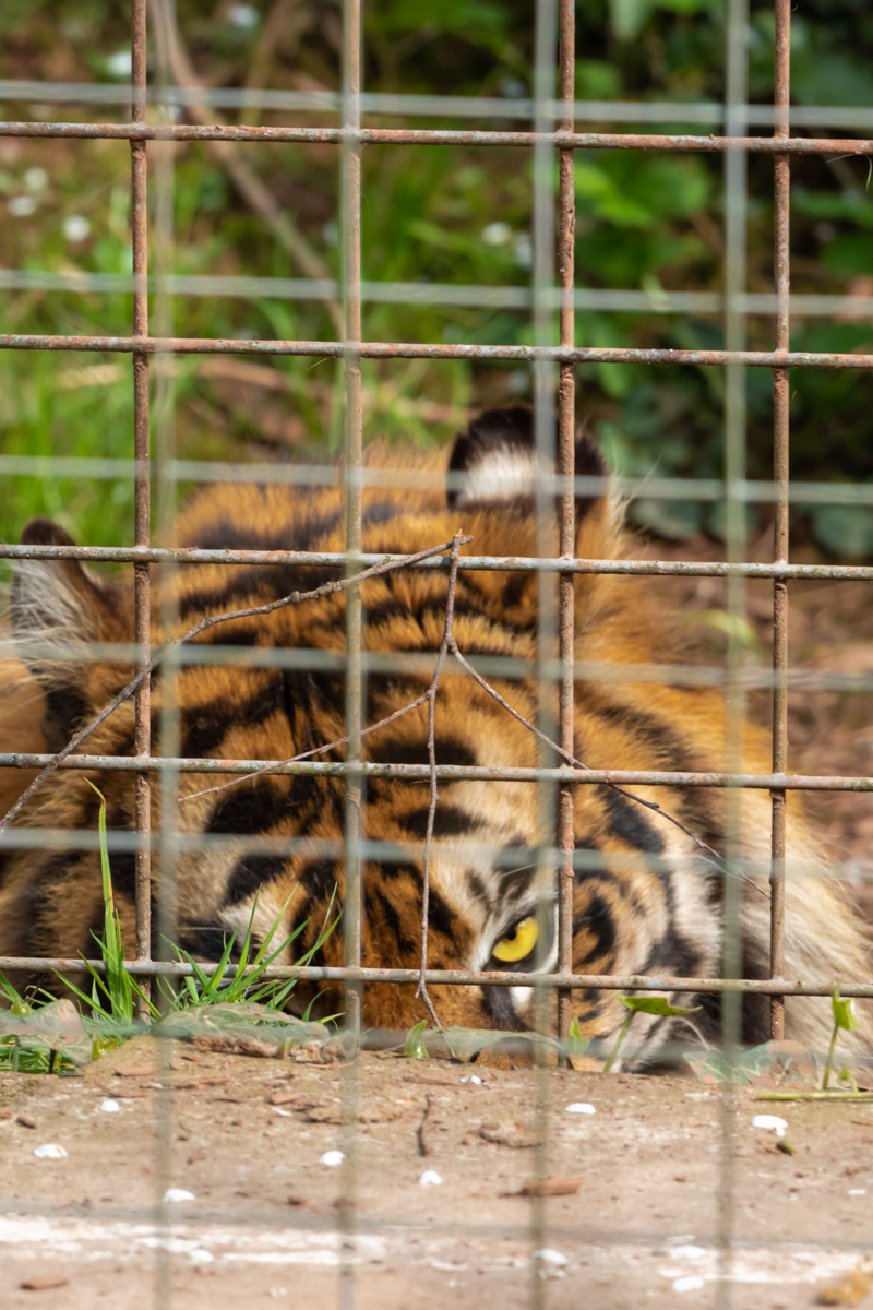 Sumatran Tiger (2)