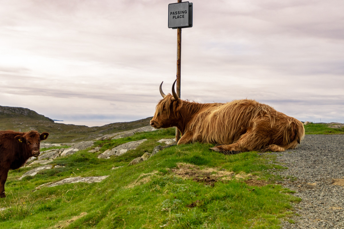 The Hushinish Cow Family (Mum)