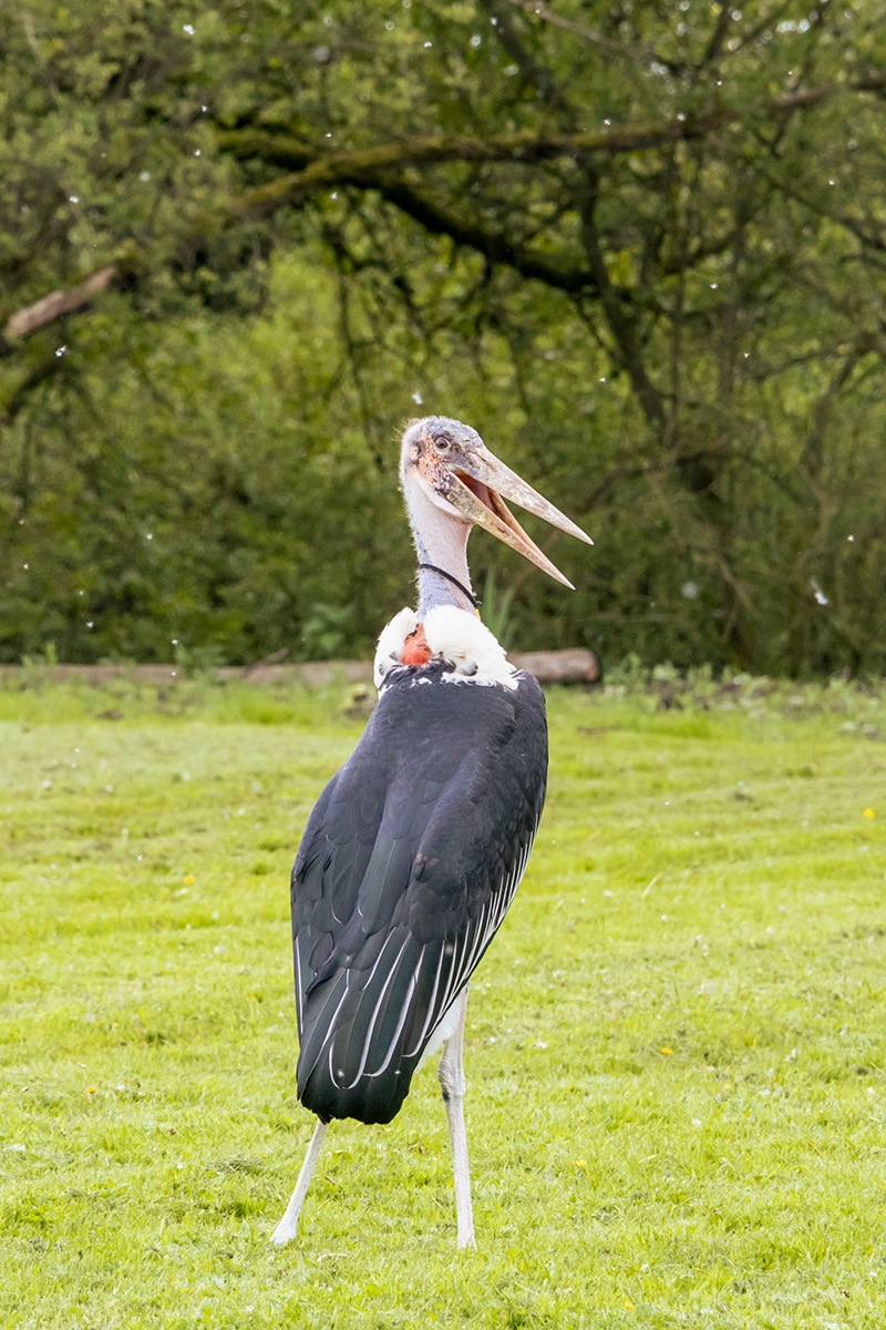 Marabou Stork