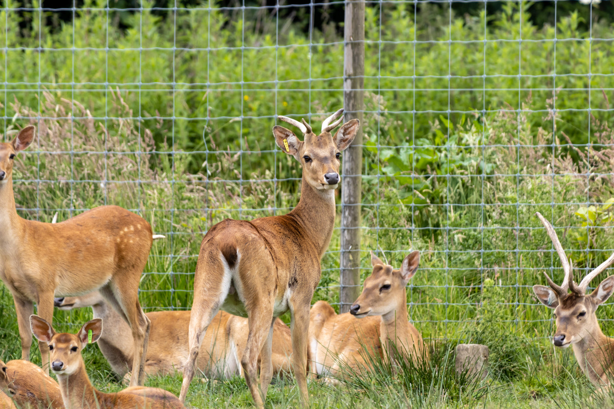 Eld's Deer (2)