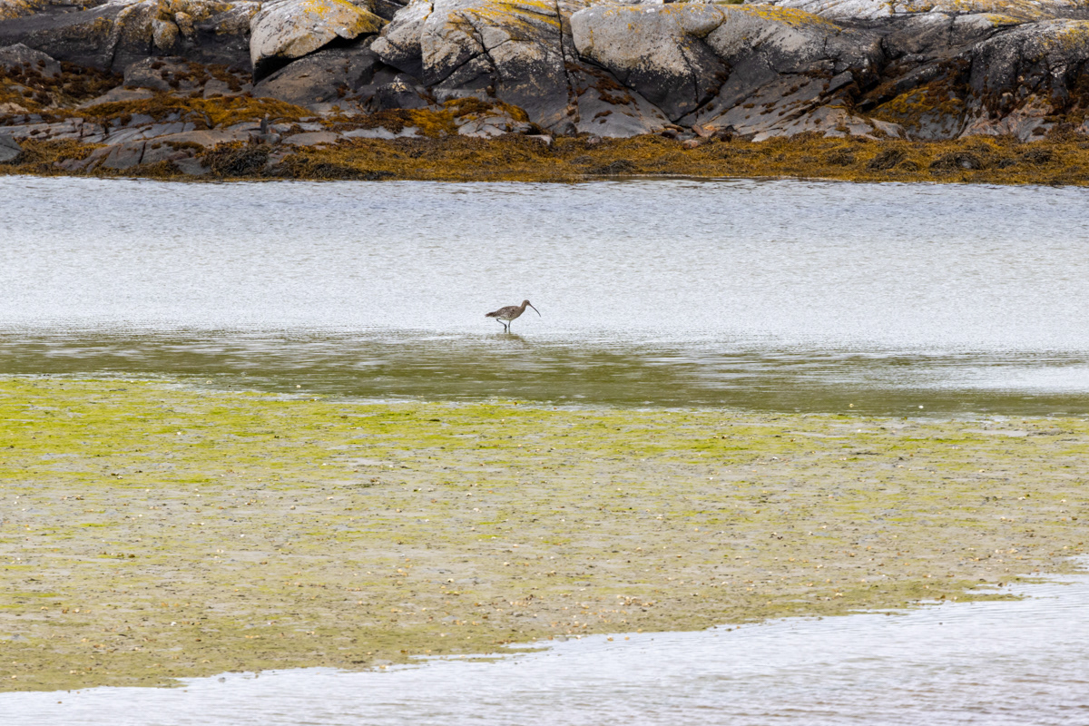 Curlew on Seilebost Sands, Isle of Harris