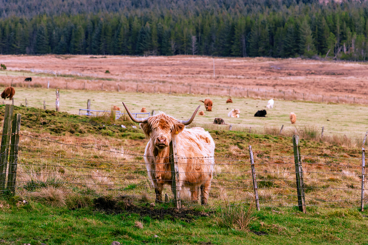 A Heilan Coo