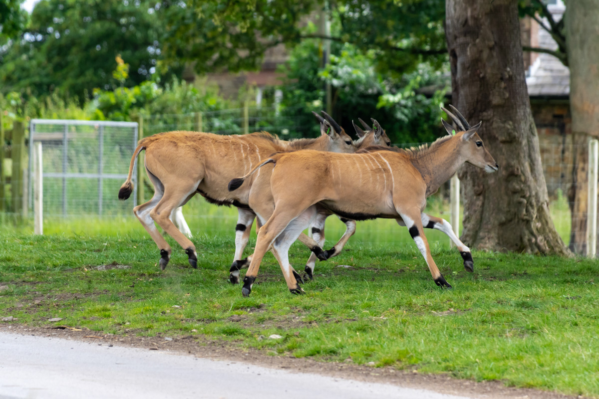 Common Eland (2)