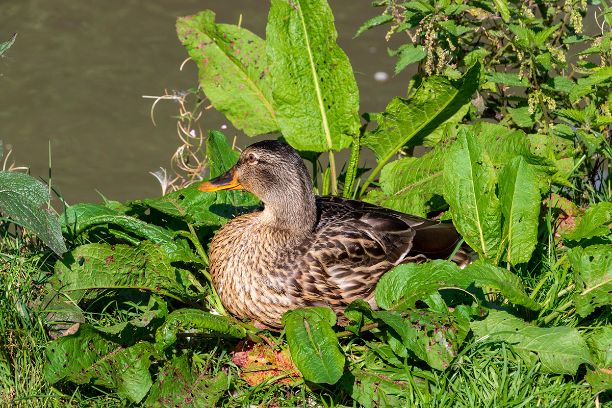 Mallard Duck