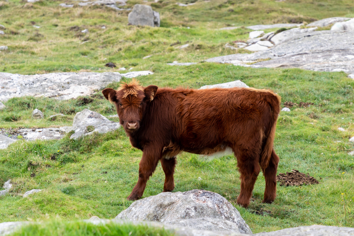The Hushinish Cow Family (Calf)