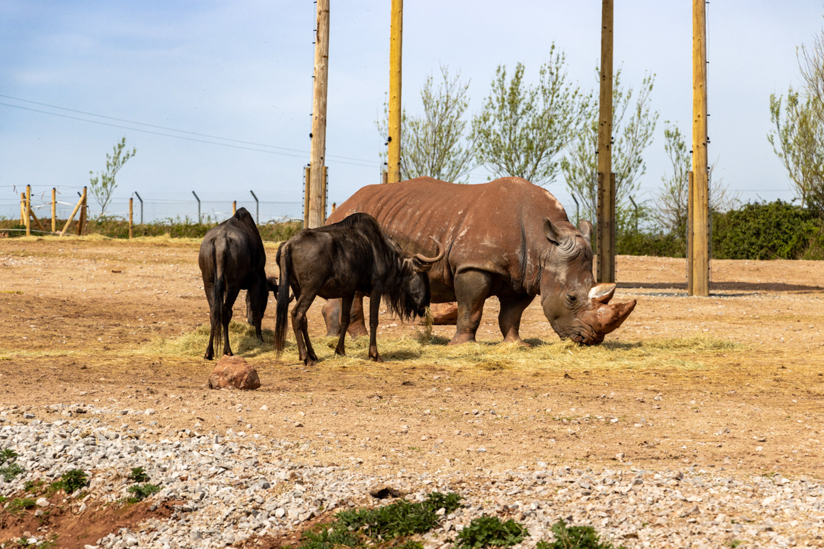 Southern White Rhinoceros and Wildebeest