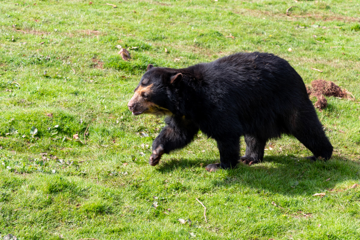 Andean Bear
