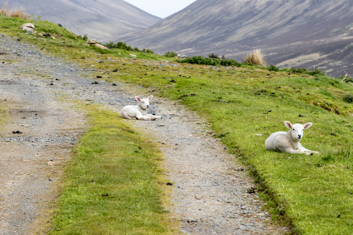 Orcadian Guard Lambs, Rackwick