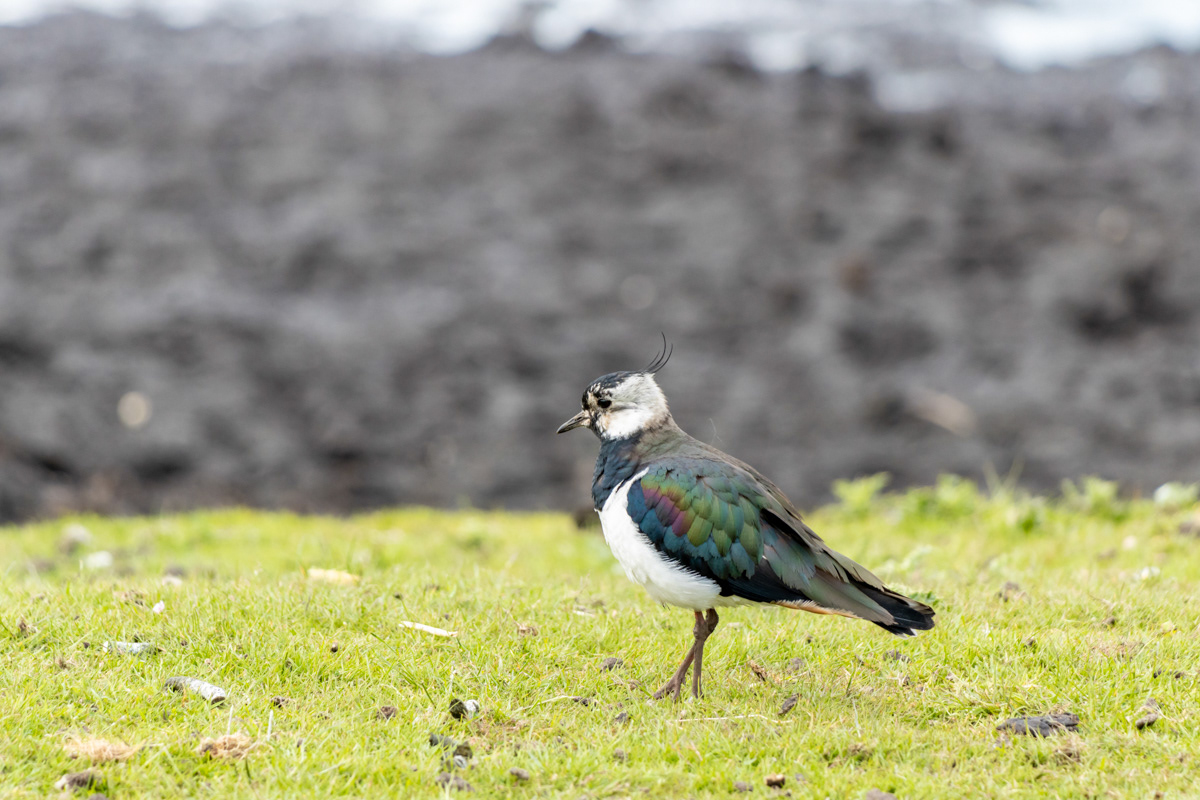 Lapwing