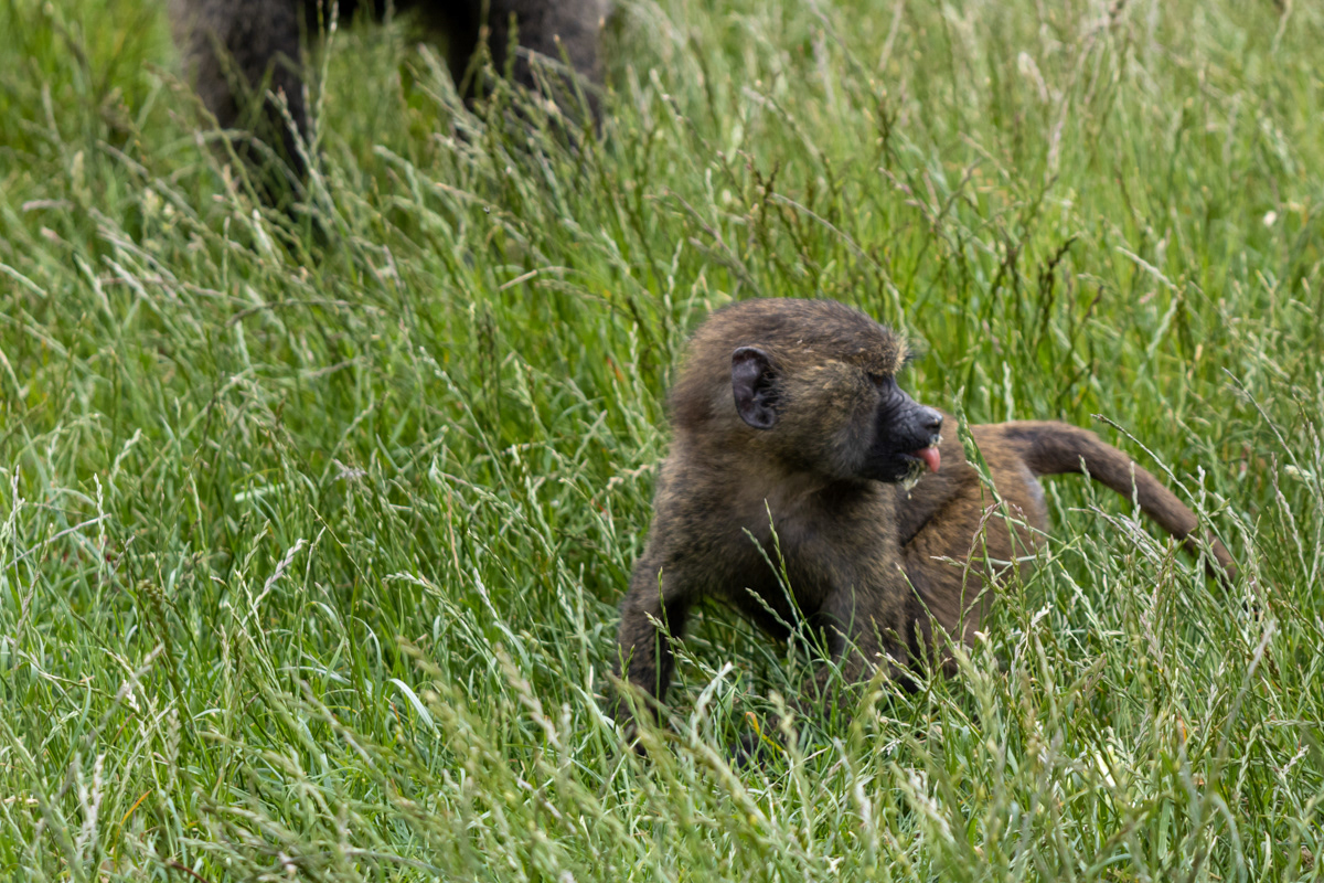 Baby Baboon Eating an Egg