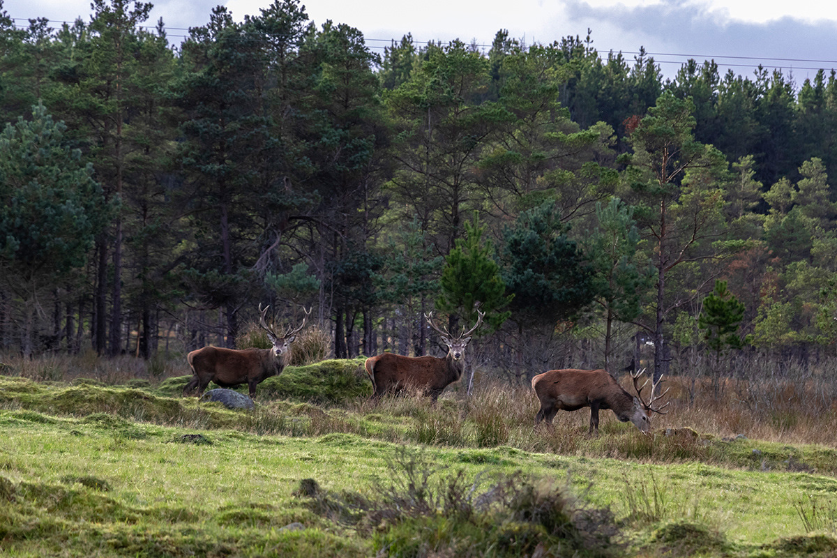 Highland Stags