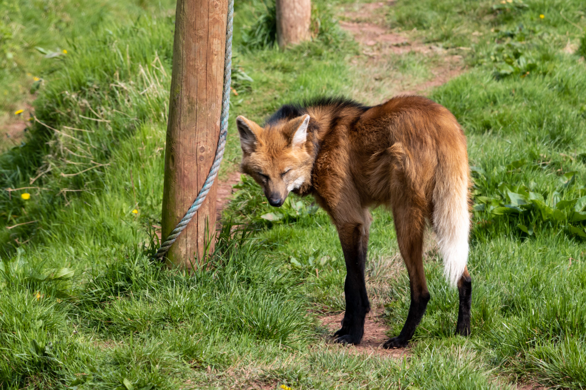 Maned Wolf