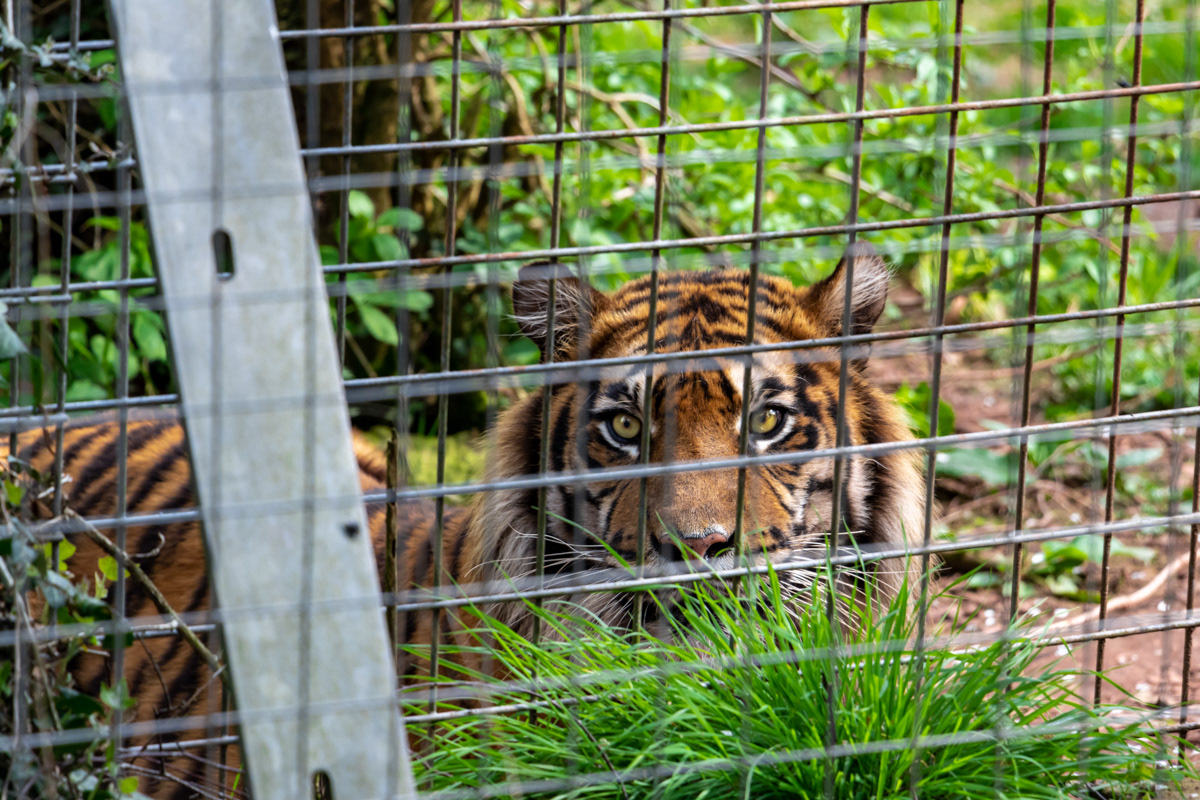 "Tyger Tyger, Burning Bright." Amur Tiger