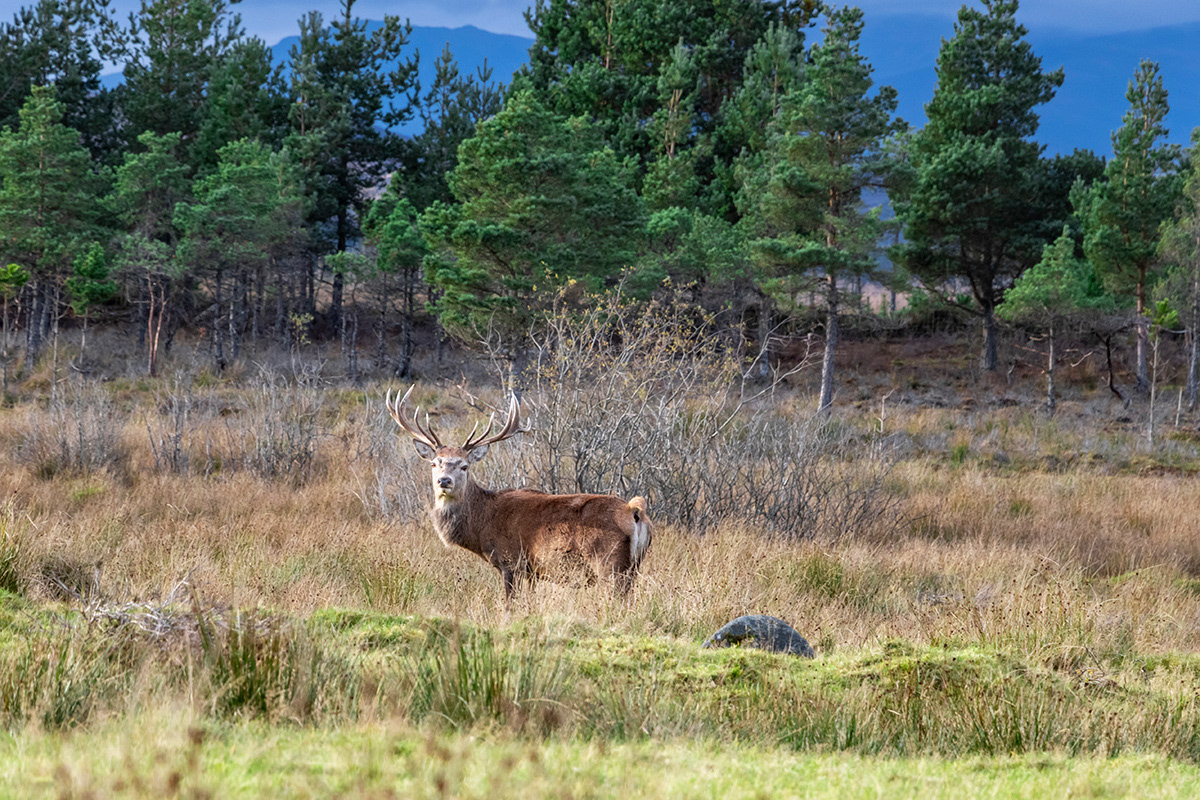 Highland Stag