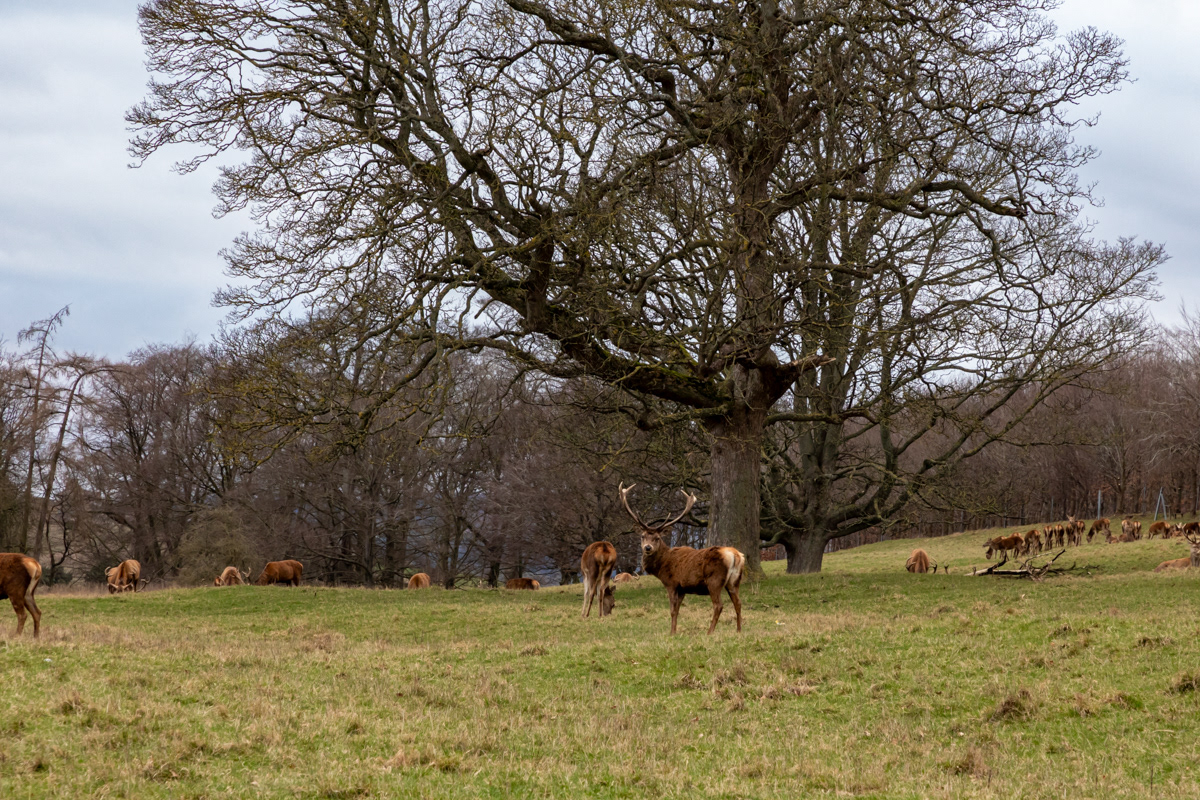 Red Deer, Raby Castle Estate, County Durham