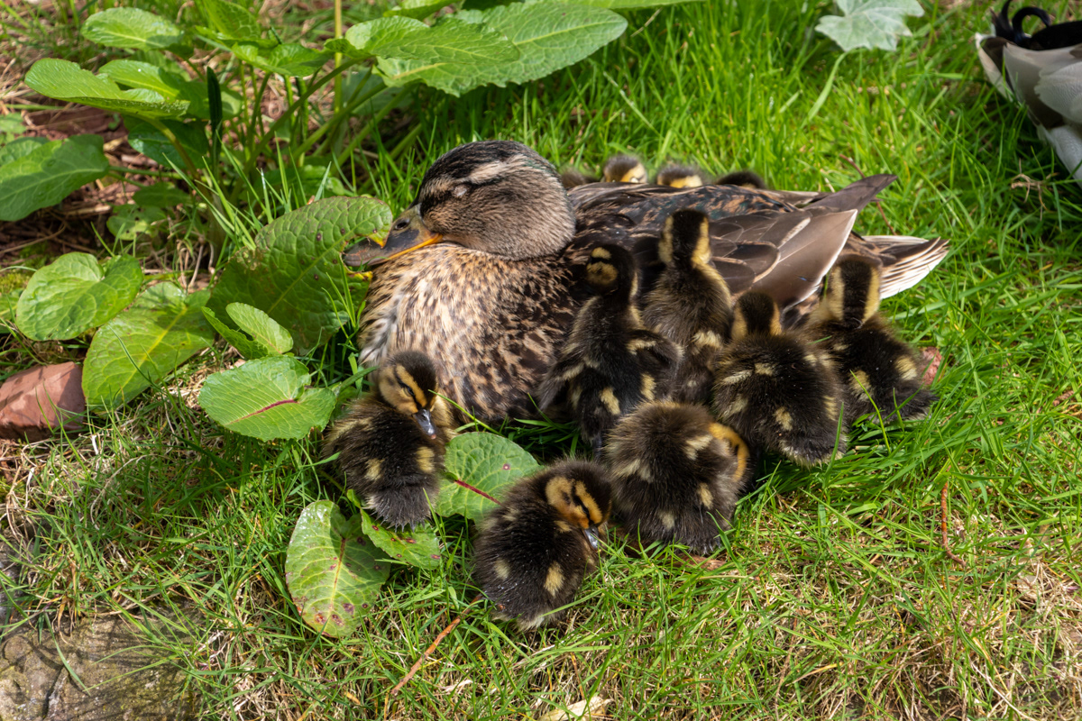 Mallard Duck and ducklings