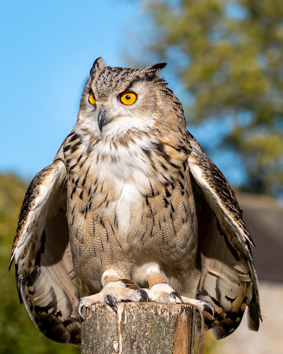 Eurasian Eagle Owl