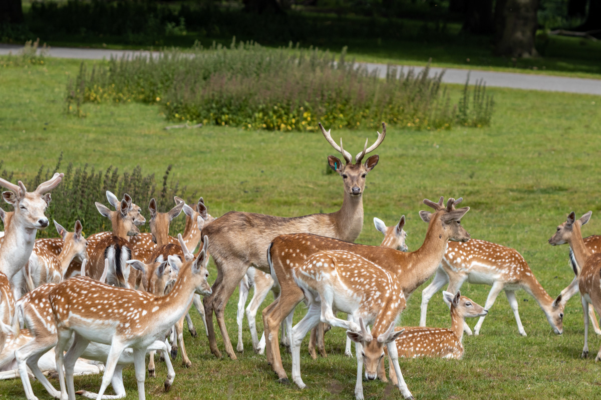 Axis Deer with an Eld's Deer