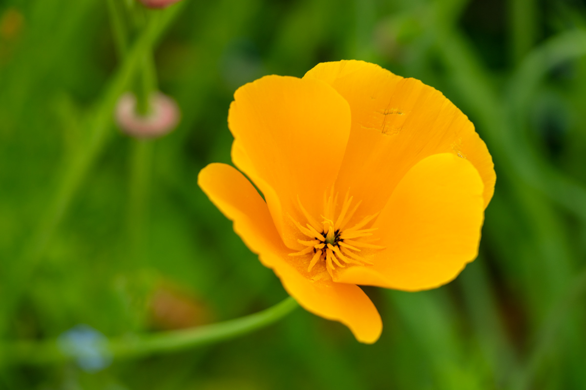 Californian Poppy