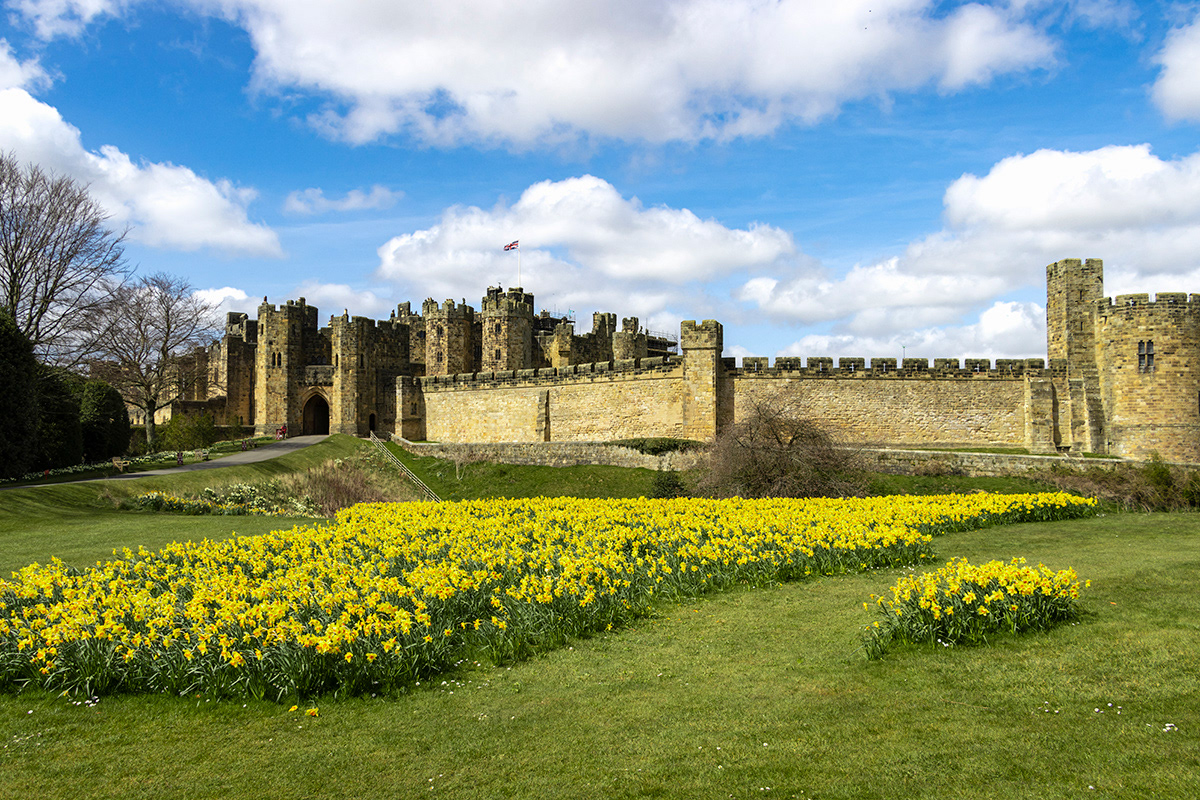 Daffodils at Alnwick Castle