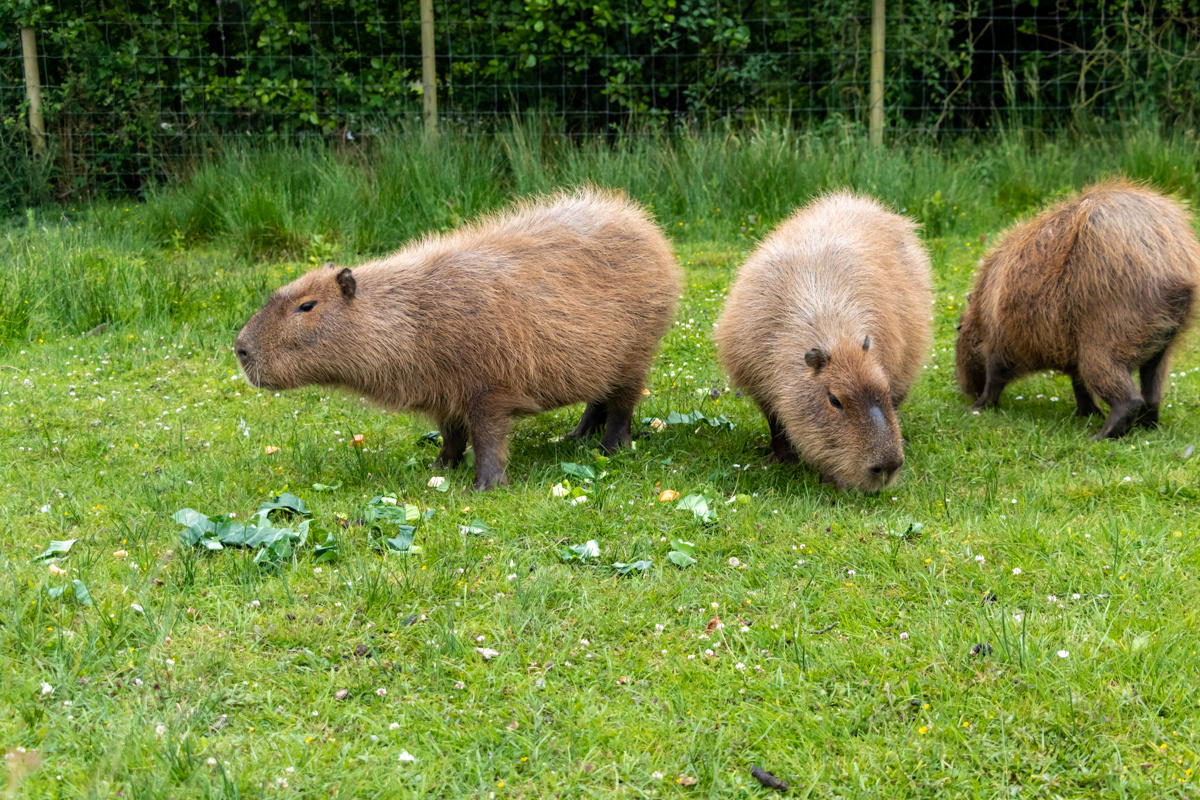 Capybara