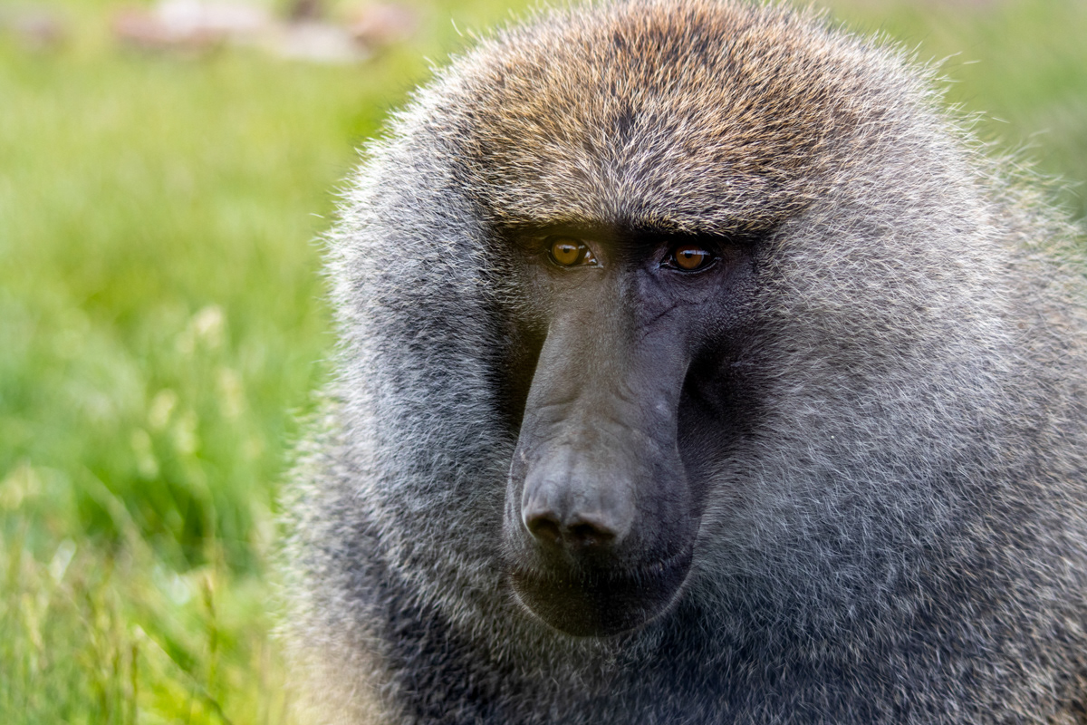 Baboon (1)