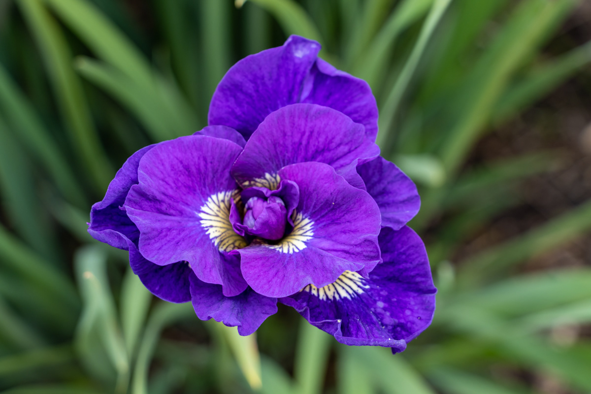 Siberian Iris