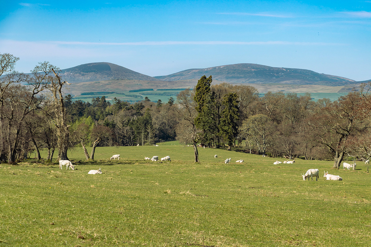 Chillingham Wild Cattle Park to the Cheviot Hills