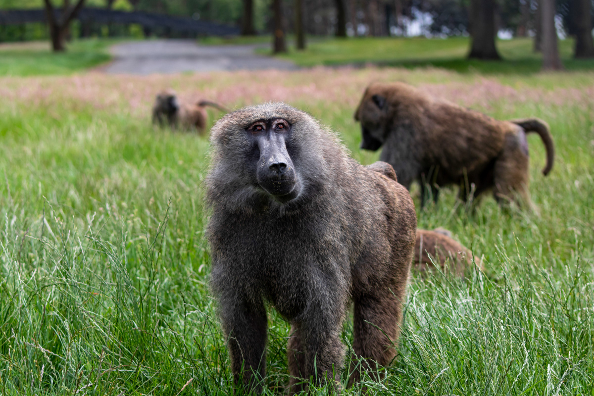 Baboon (2)