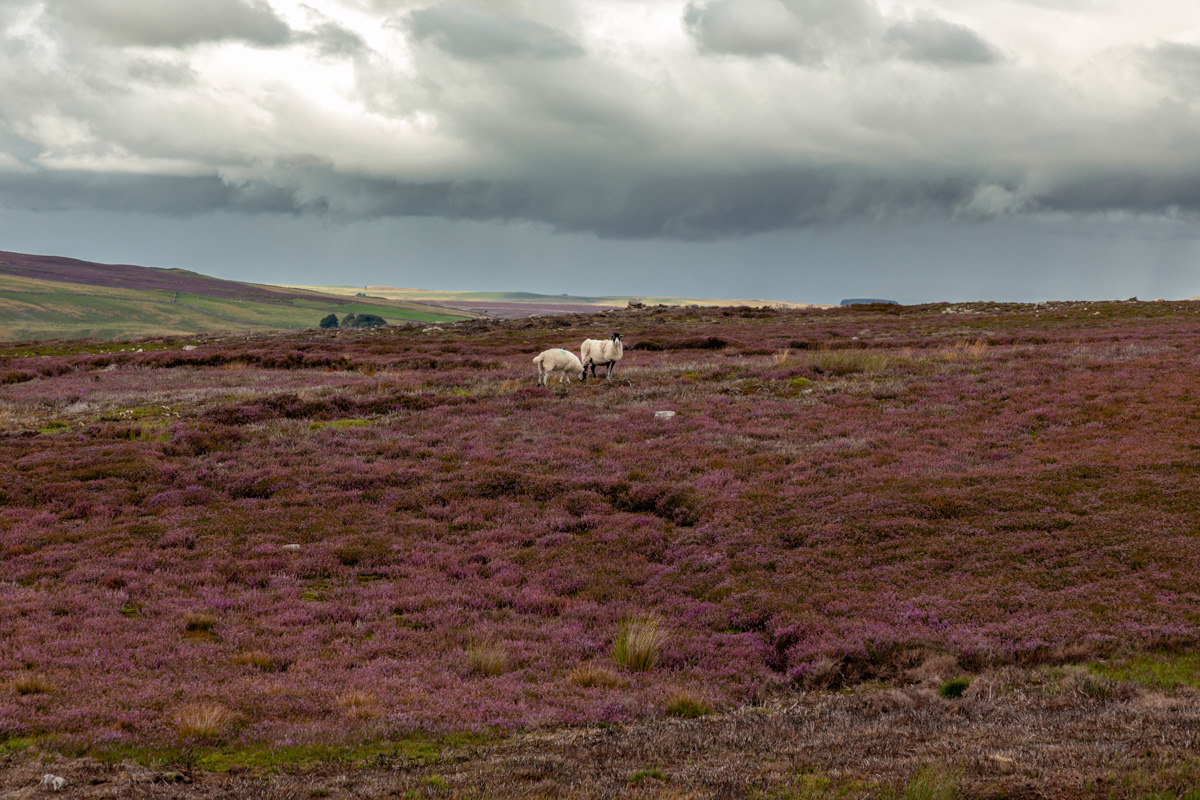 Sheep on Cogden Moor