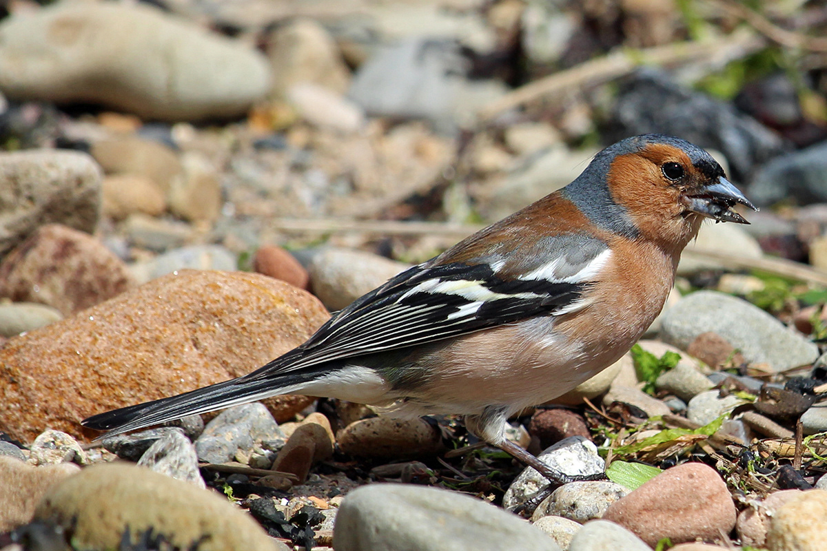 Chaffinch