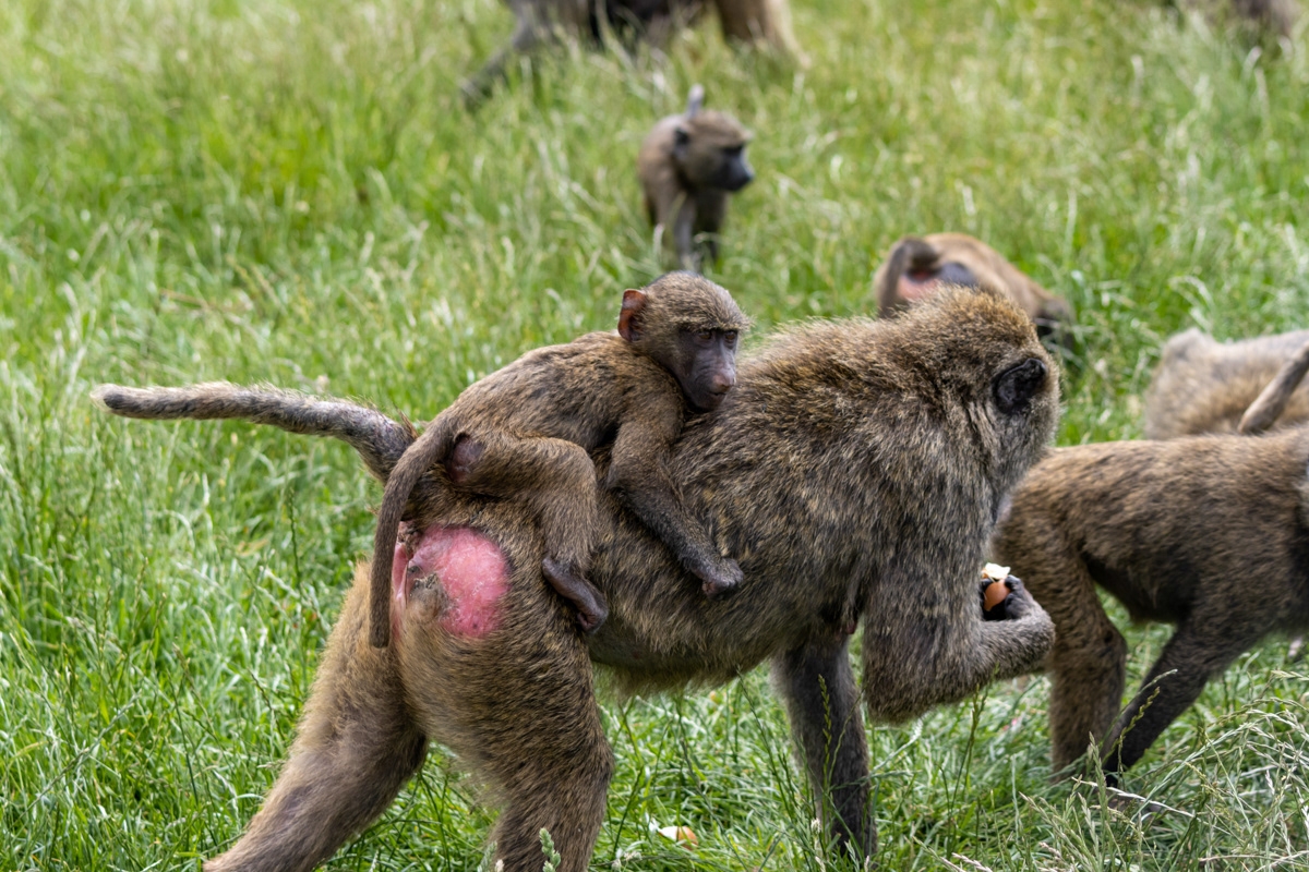 Mother and Baby Baboon