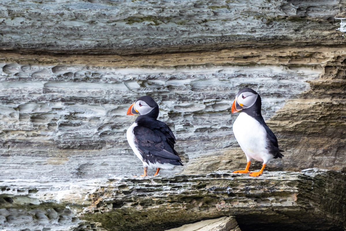 Puffins