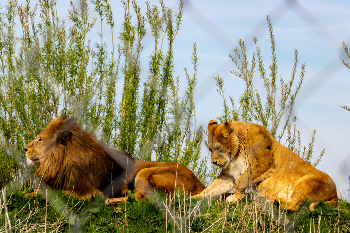 African Lions